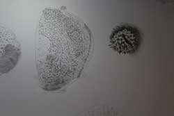 Pollen Art Drawing Project