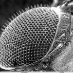 This image has an empty alt attribute; its file name is 29drosophilidae220-150x150.jpg