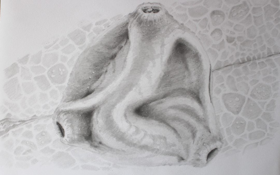 Graphite drawing by Susan Brisco